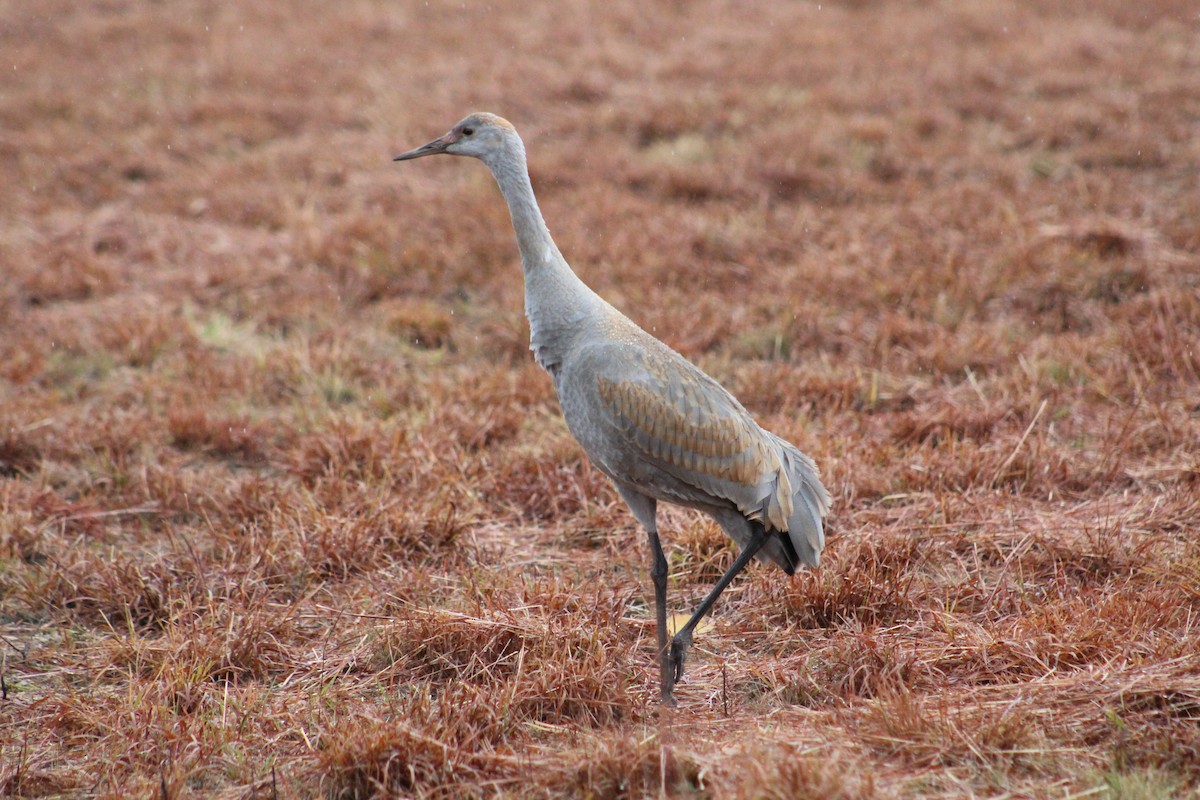 Grulla Canadiense - ML187044231