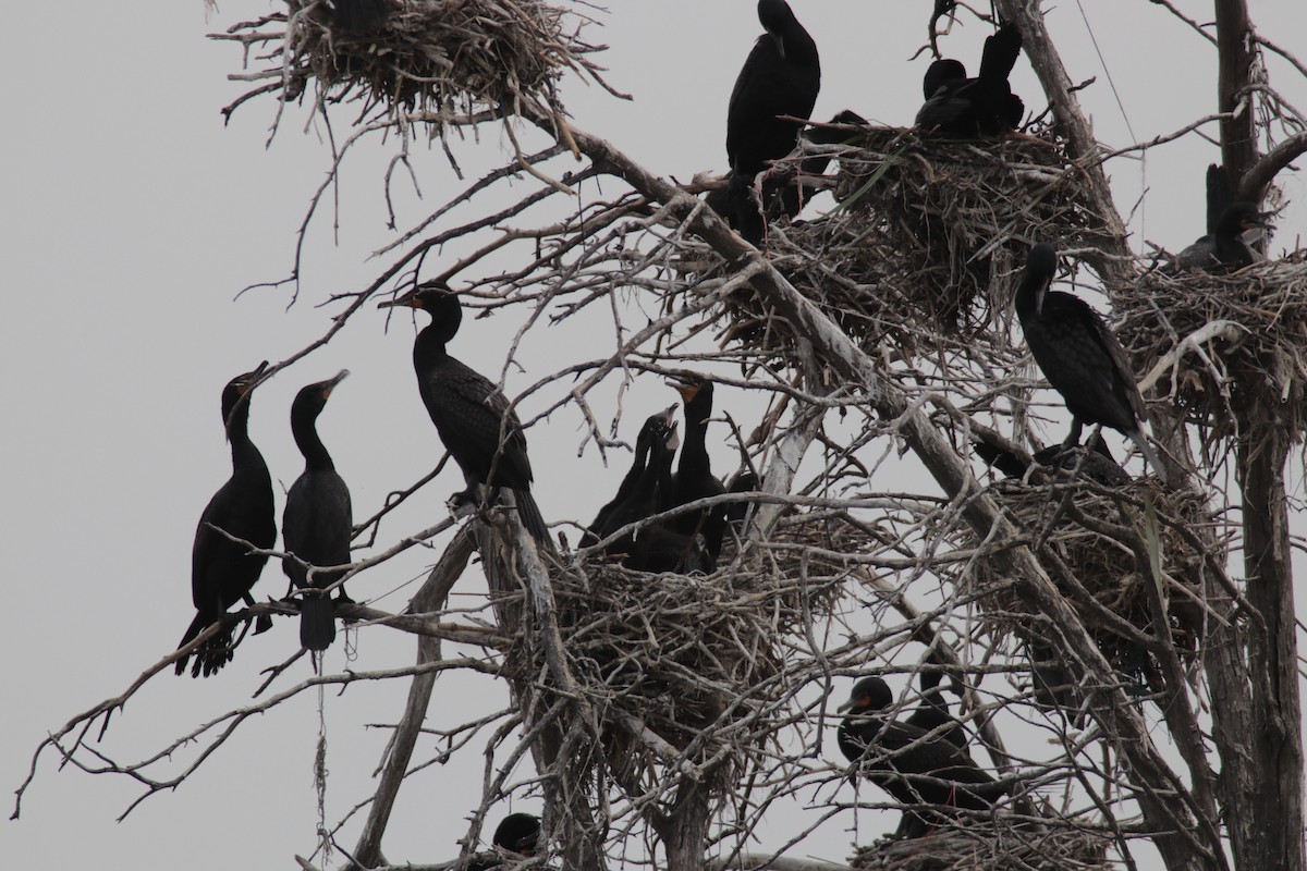 Double-crested Cormorant - ML187044261