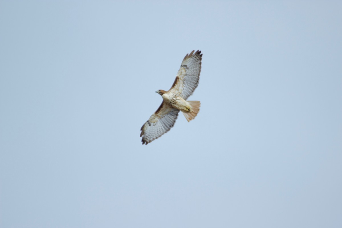 Red-tailed Hawk - ML187044871