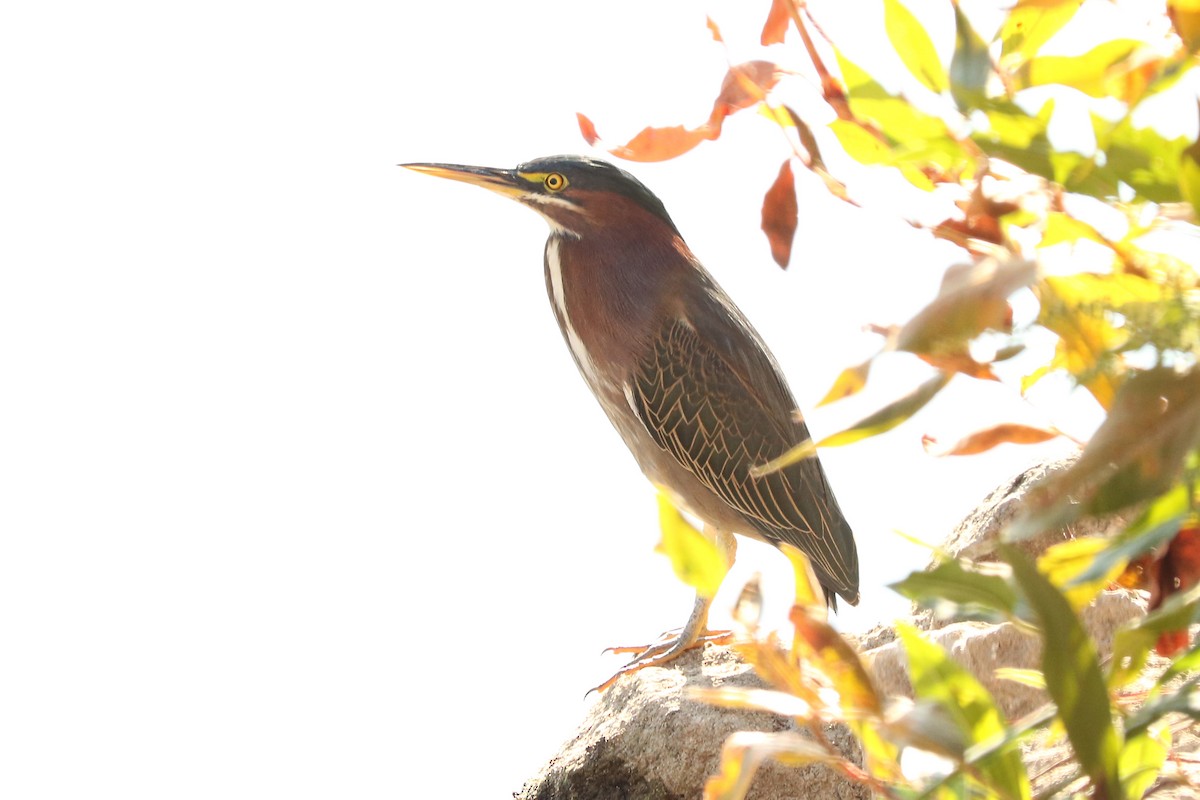 Green Heron - ML187045281