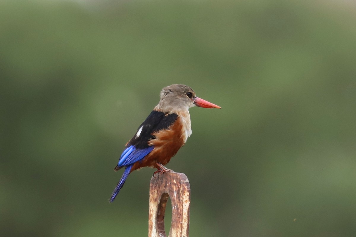 Gray-headed Kingfisher - ML187047531