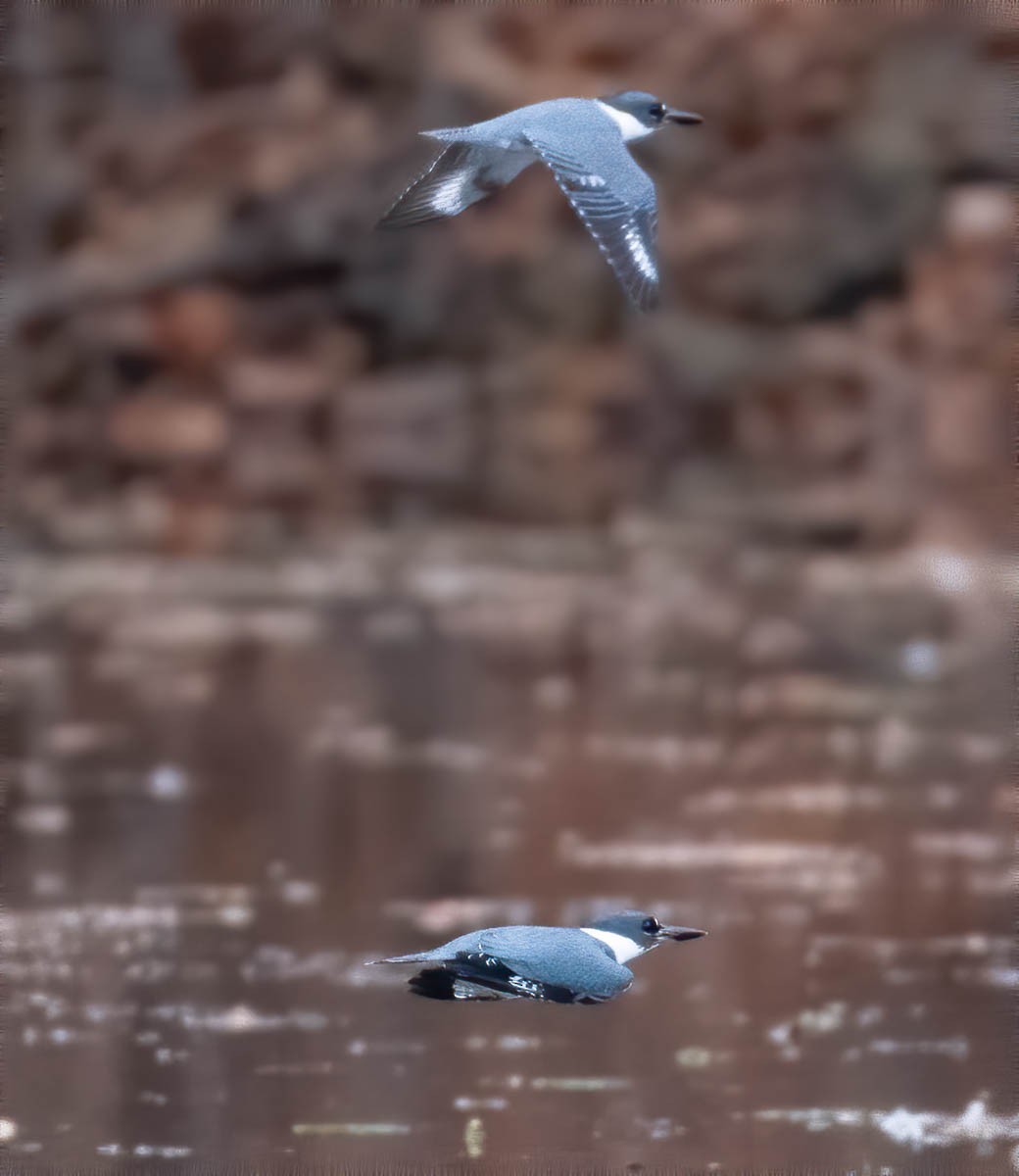 Belted Kingfisher - David Howard