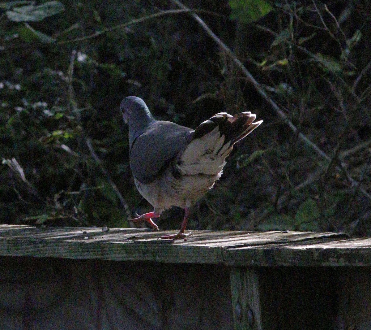 White-tipped Dove - Stephen Cook