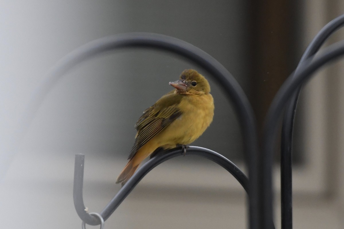 Summer Tanager - ML187051931