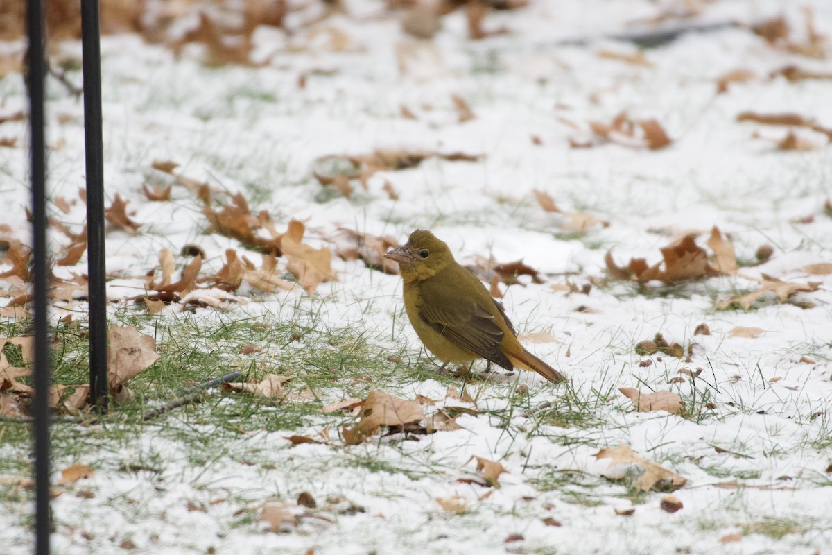 Summer Tanager - ML187051941
