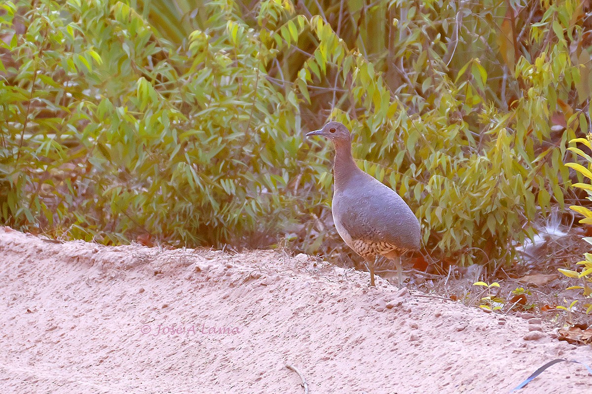 Tinamou vermiculé - ML187053461