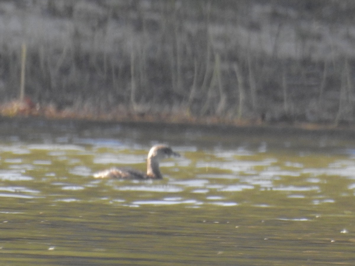 Pied-billed Grebe - ML187053481