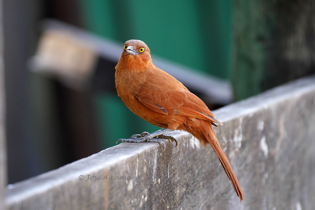 Rufous Cacholote - Jose Antonio Lama