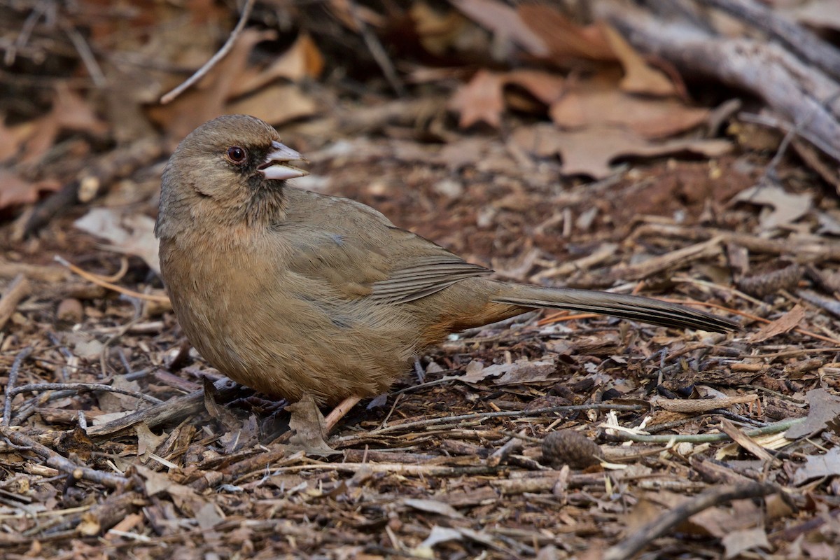 Abert's Towhee - Tom McIntosh