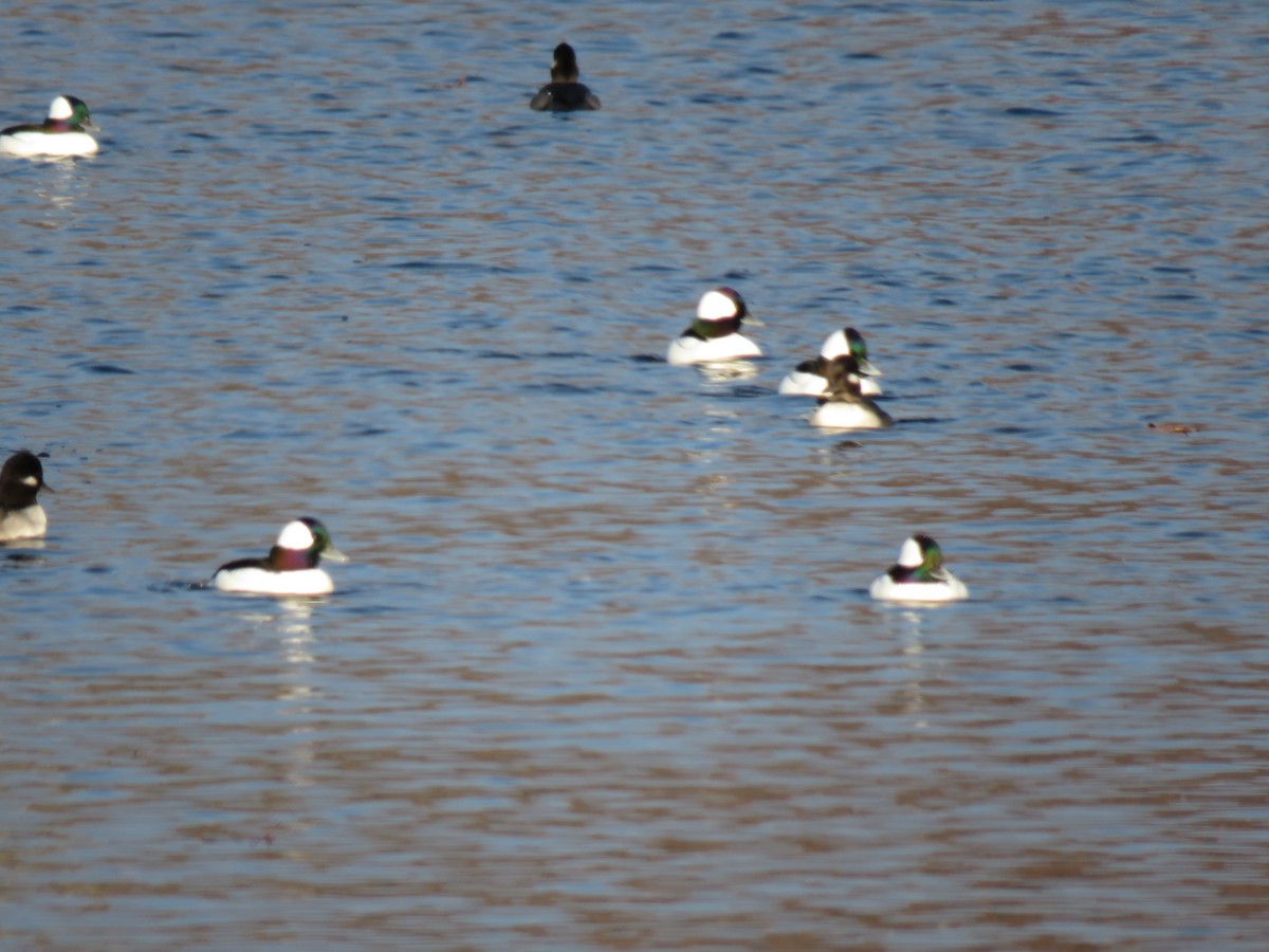 Bufflehead - ML187053891