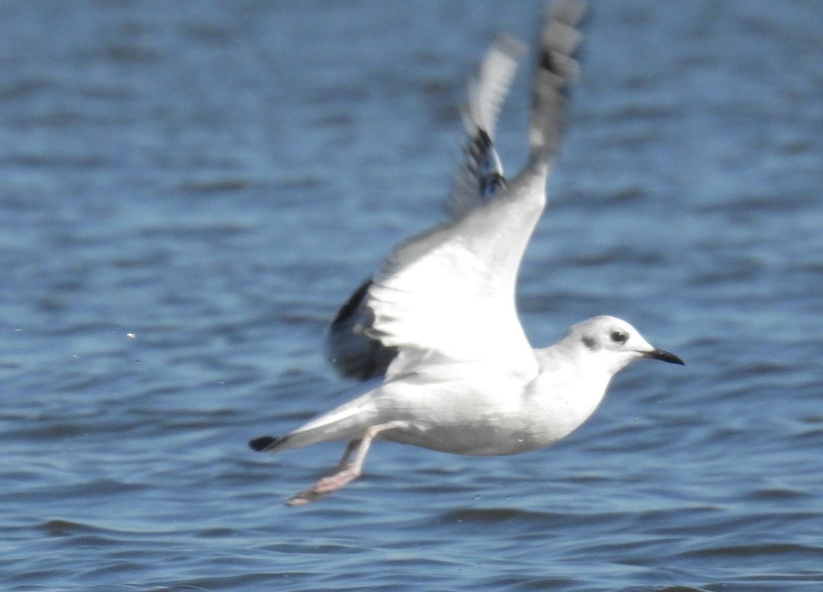 Mouette de Bonaparte - ML187054121