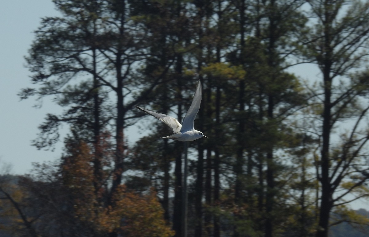 Bonaparte's Gull - ML187054141