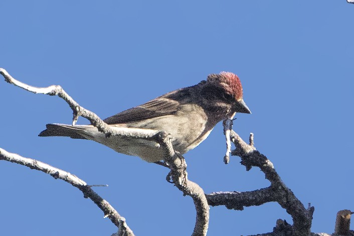 Cassin's Finch - ML187054721