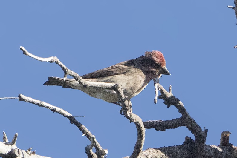 Cassin's Finch - ML187054731