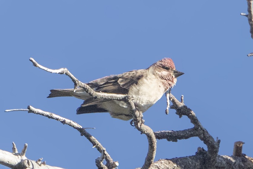 Cassin's Finch - ML187054741