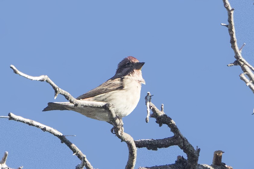 Cassin's Finch - ML187054751