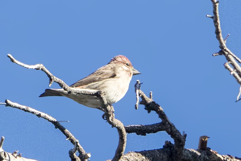 Cassin's Finch - ML187054761