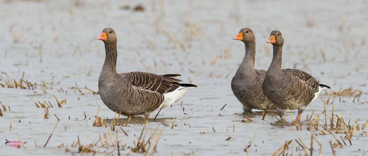 Graylag Goose - Rui Pereira | Portugal Birding