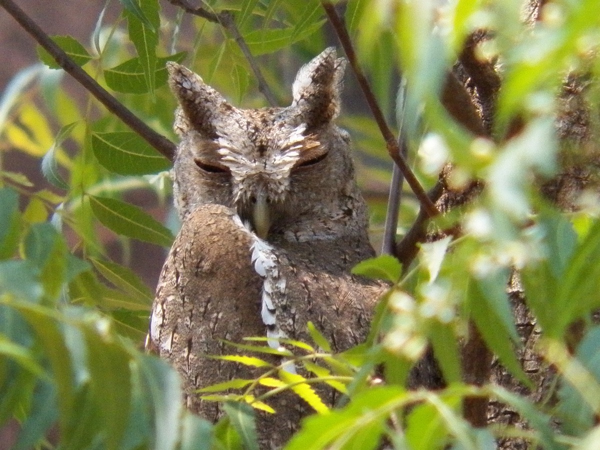Pacific Screech-Owl - ML187057491