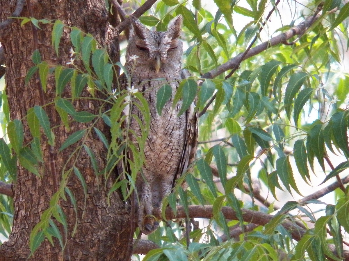 Pacific Screech-Owl - ML187057591