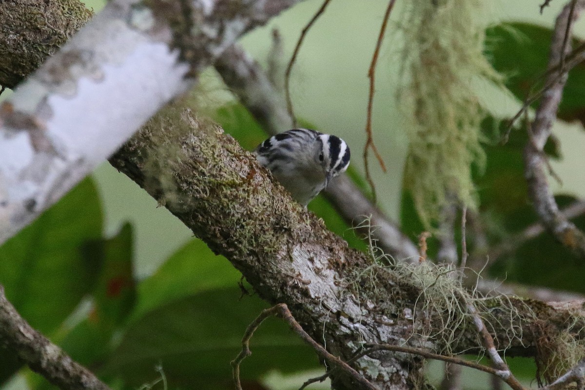Black-and-white Warbler - ML187057811