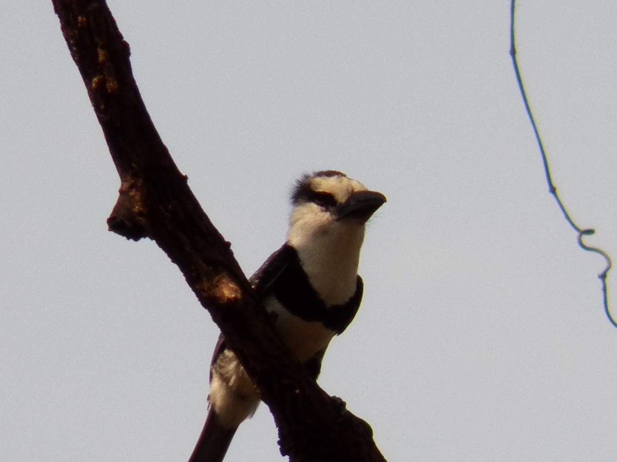 White-necked Puffbird - ML187058121