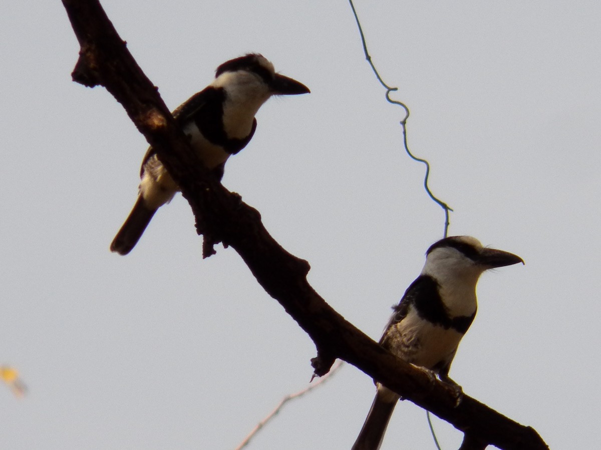 White-necked Puffbird - ML187058131