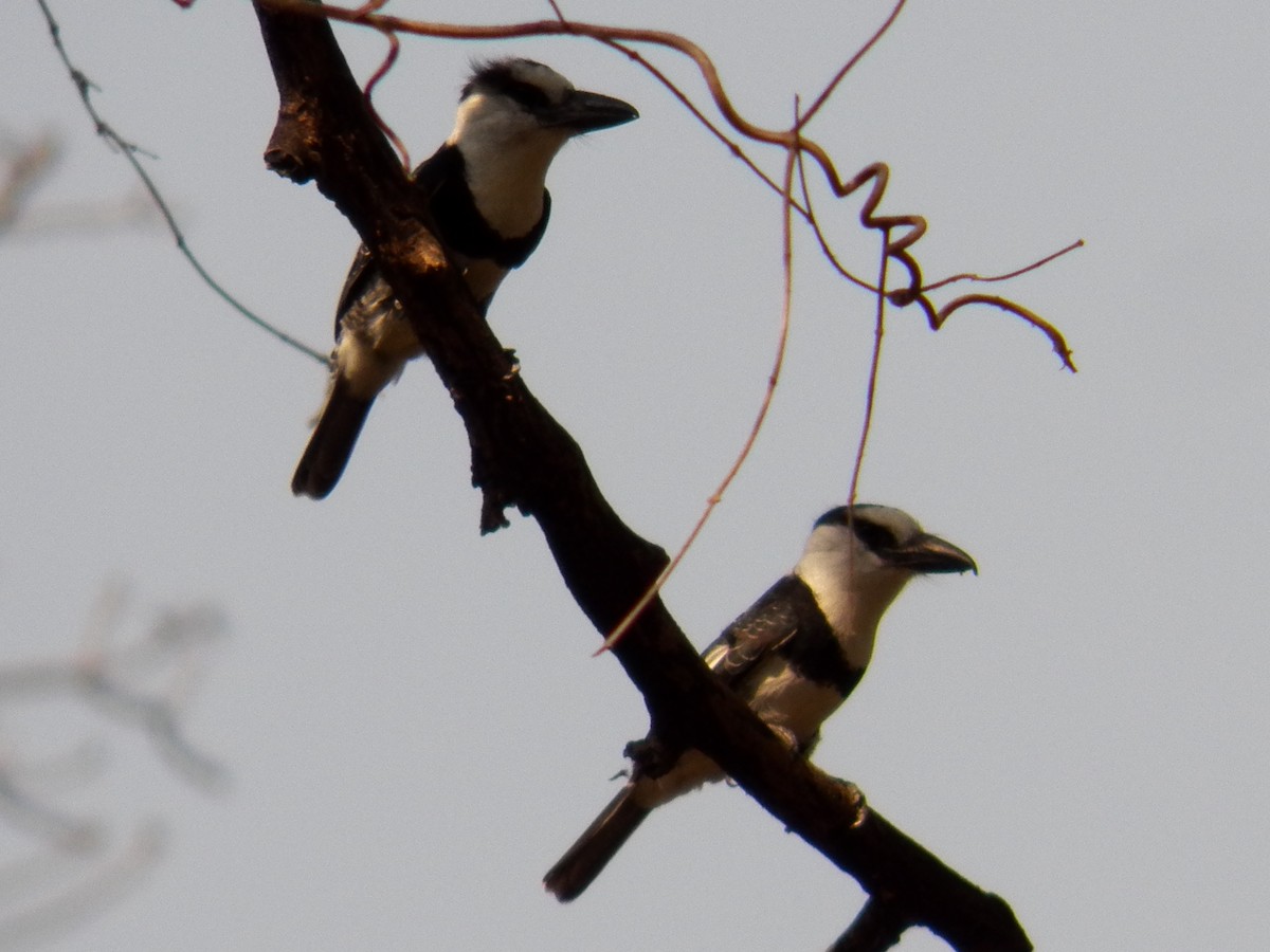 White-necked Puffbird - ML187058171