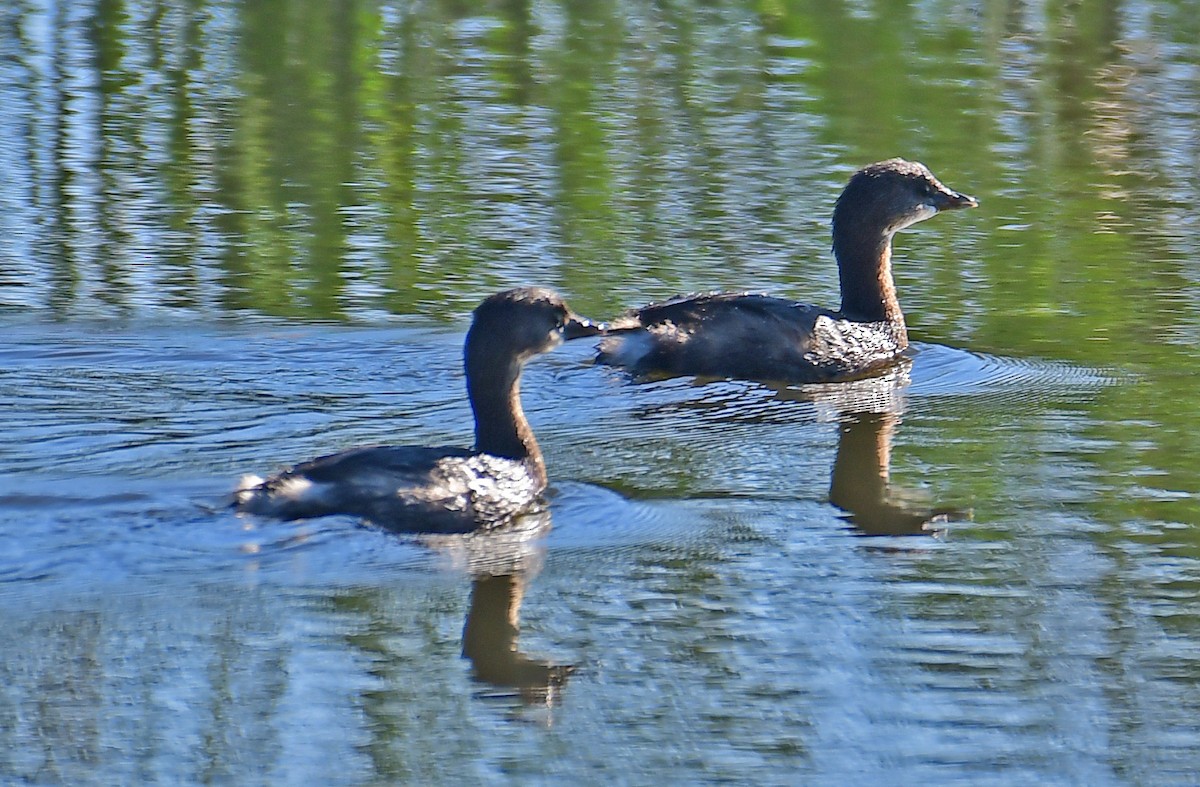 Pied-billed Grebe - Ray Swagerty