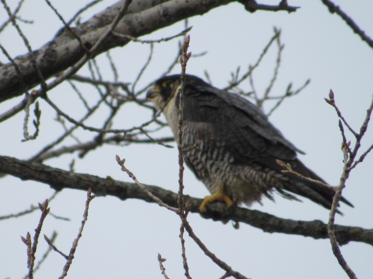 Peregrine Falcon (North American) - Leo & Melissa Bachand