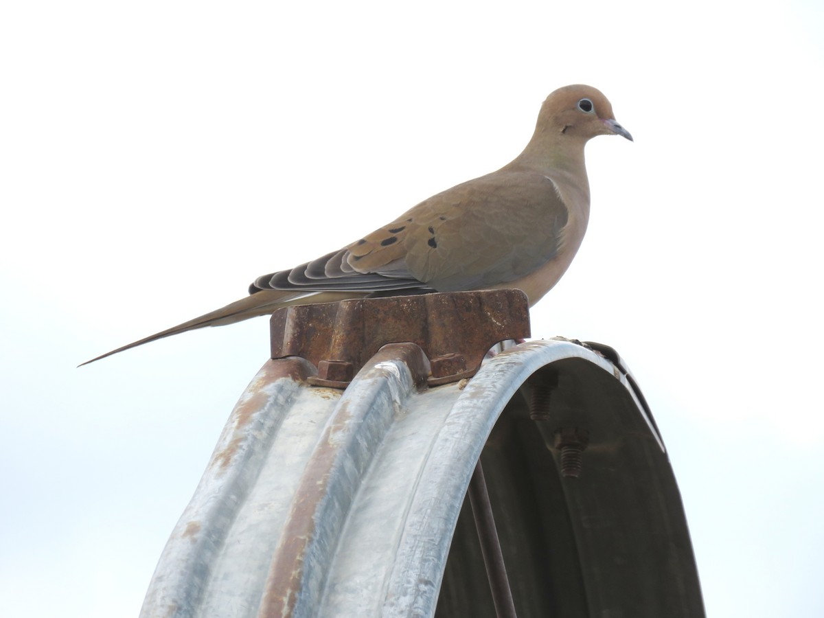 Mourning Dove - ML187060031