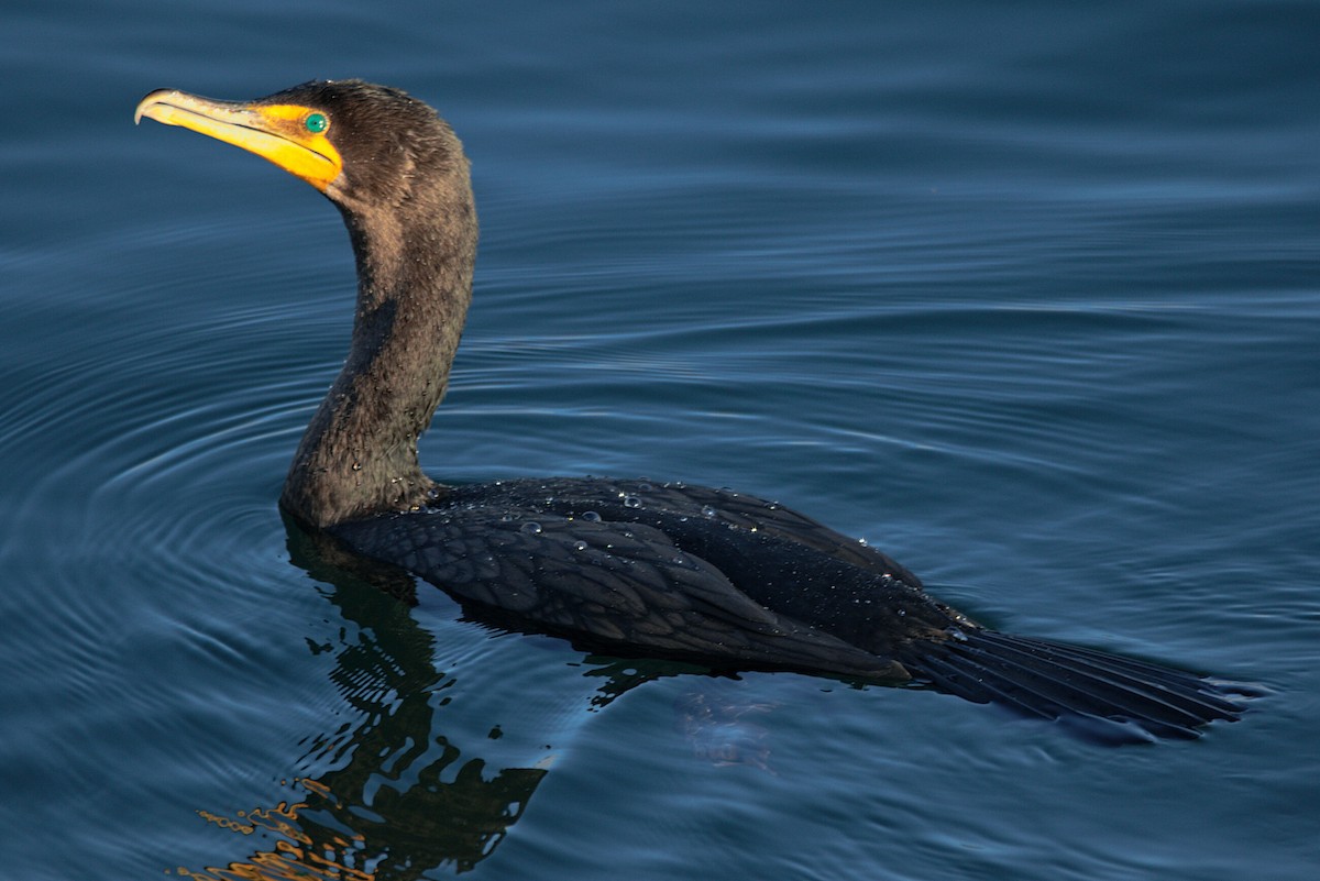 Double-crested Cormorant - Kevin Krebs