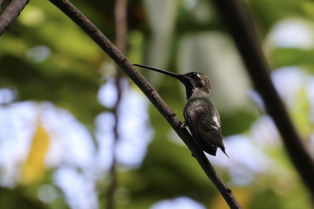 Plain-capped Starthroat - ML187064521