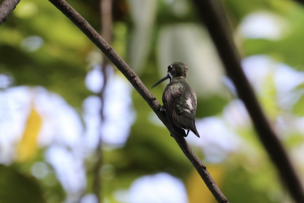 Plain-capped Starthroat - ML187064771