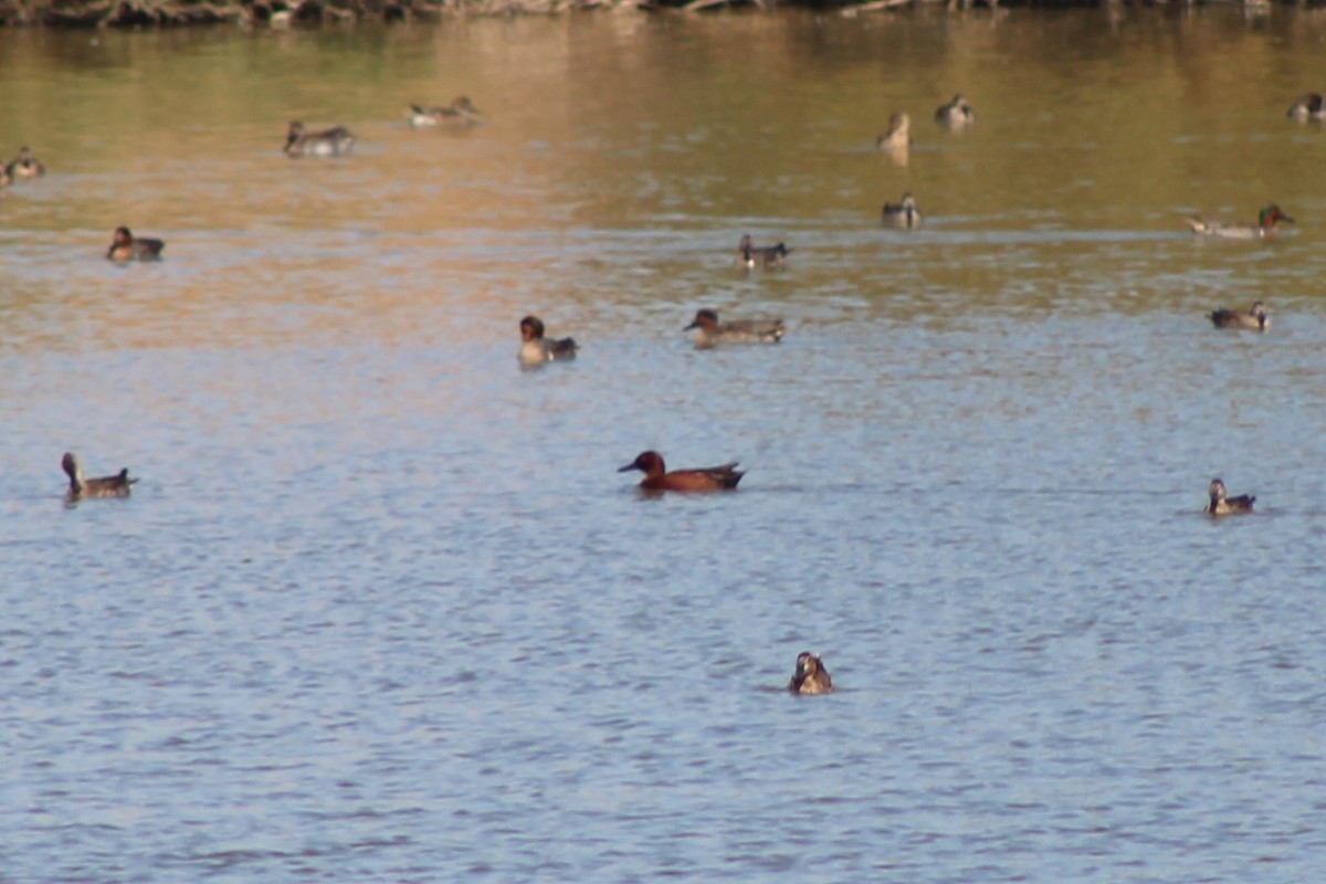 Cinnamon Teal - ML187065831