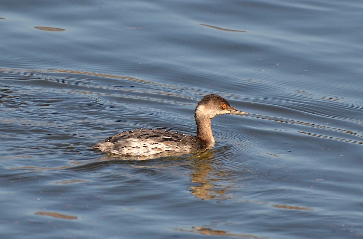 Eared Grebe - g.a. murayama