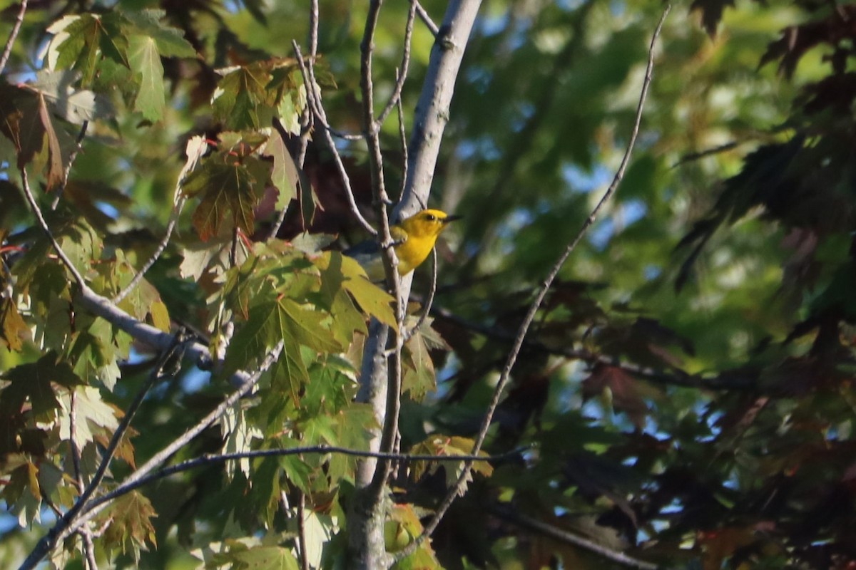 Prothonotary Warbler - ML187067841