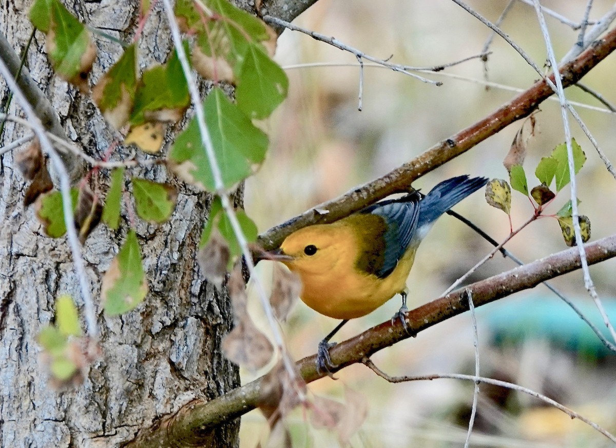 Prothonotary Warbler - ML187070721