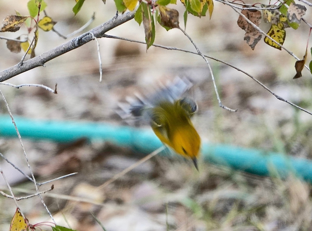 Prothonotary Warbler - ML187070821