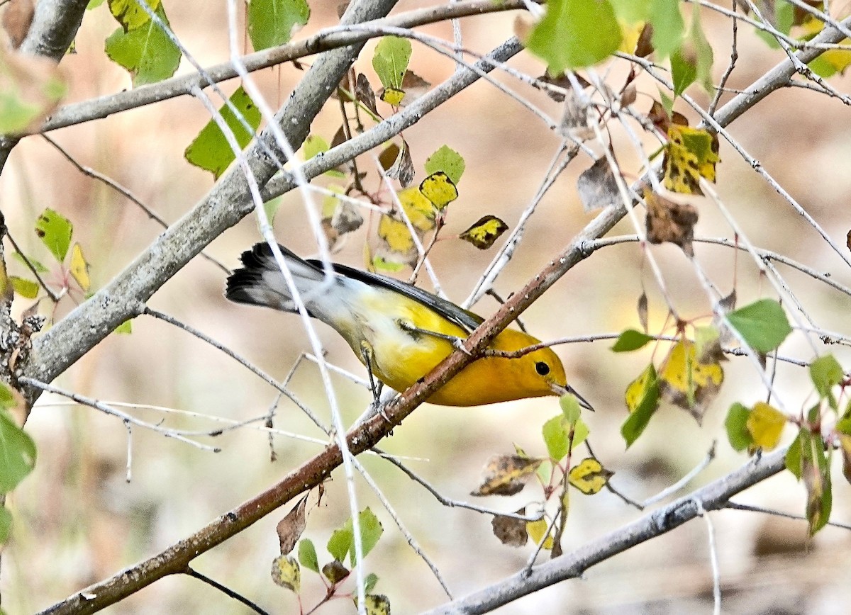 Prothonotary Warbler - ML187070931
