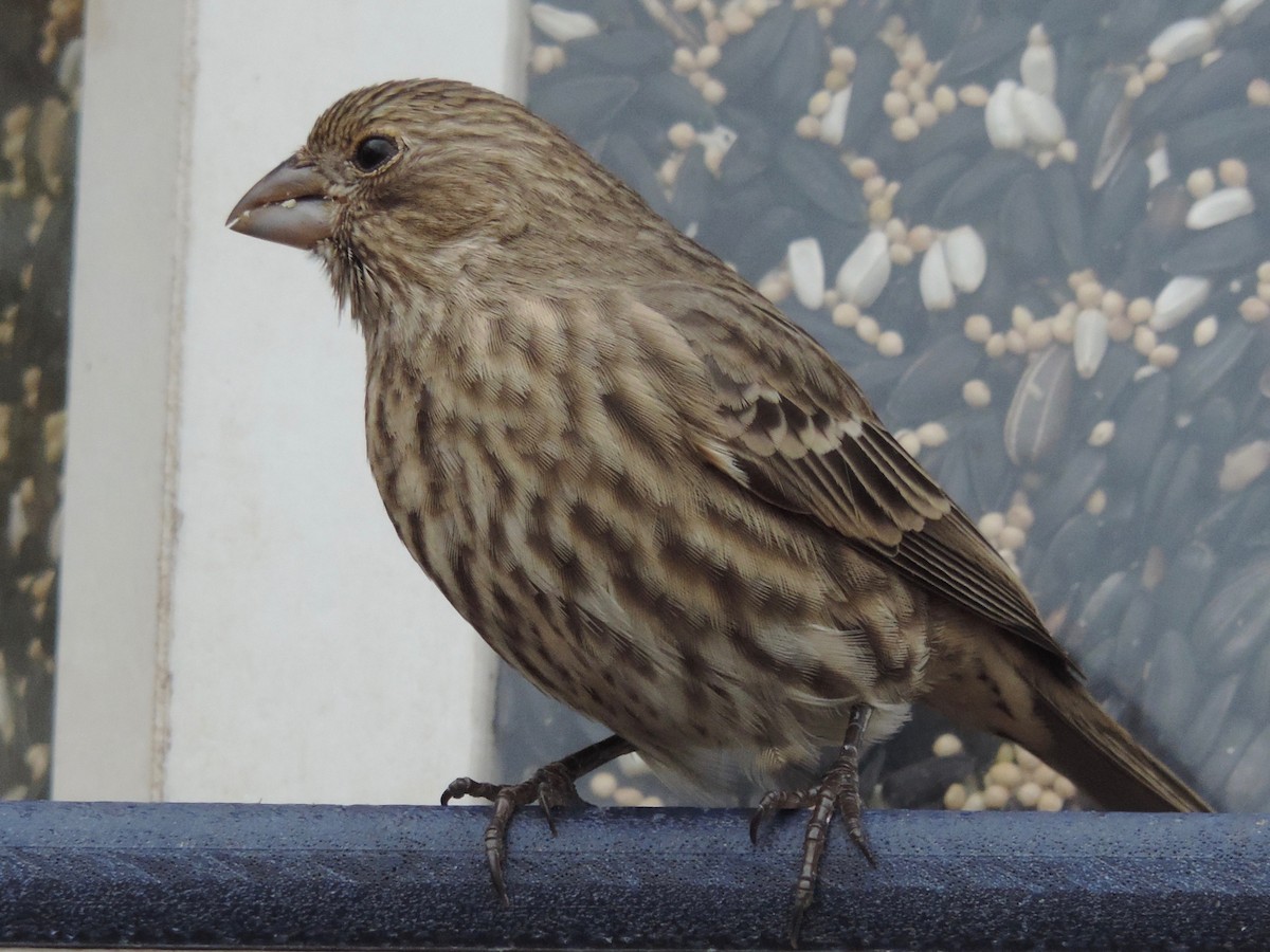 House Finch - Rich Brown