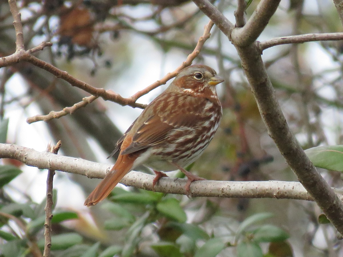 Fox Sparrow (Red) - ML187073991