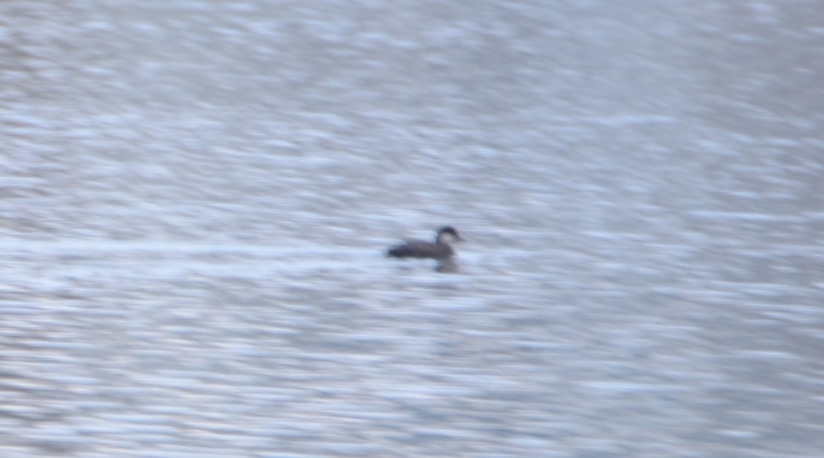 Black Scoter - ML187075031