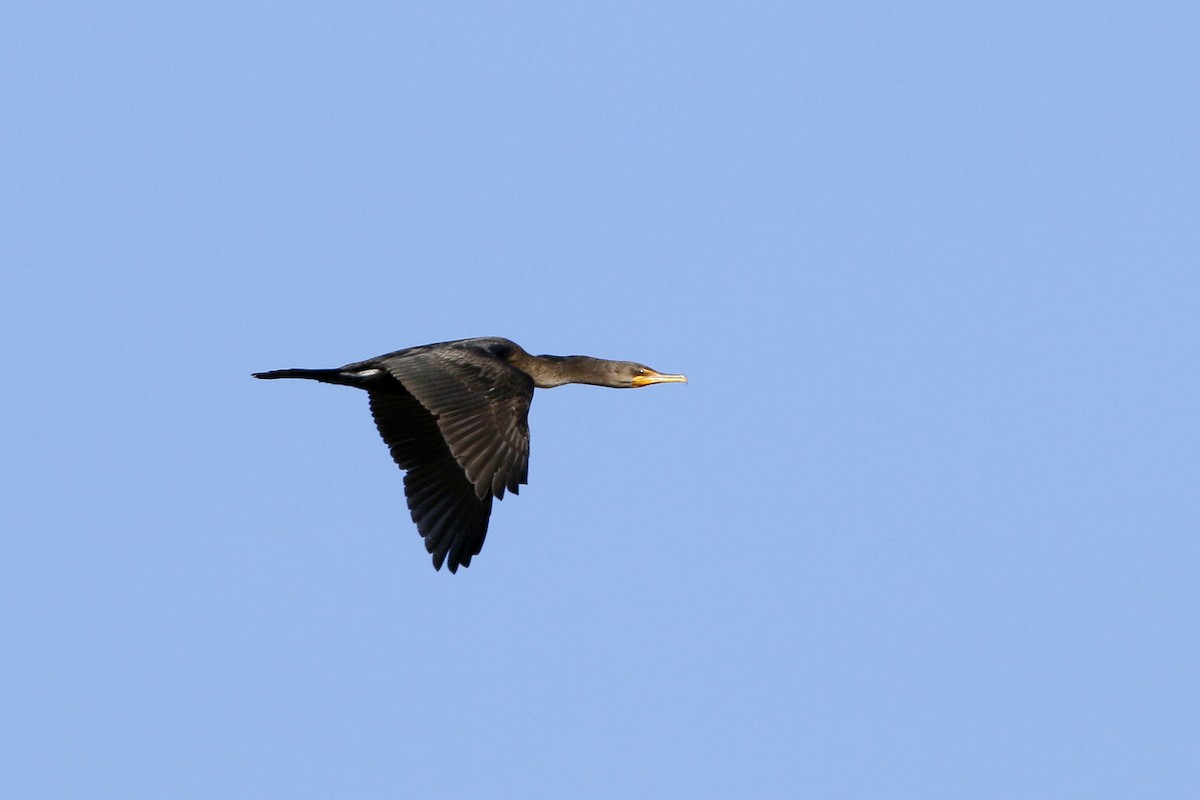 Double-crested Cormorant - Kaleb Kroeker