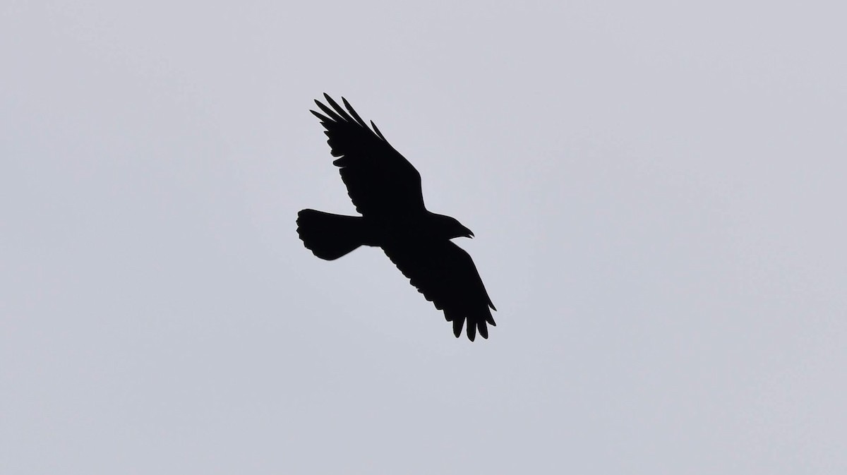 Chihuahuan Raven - ML187076591