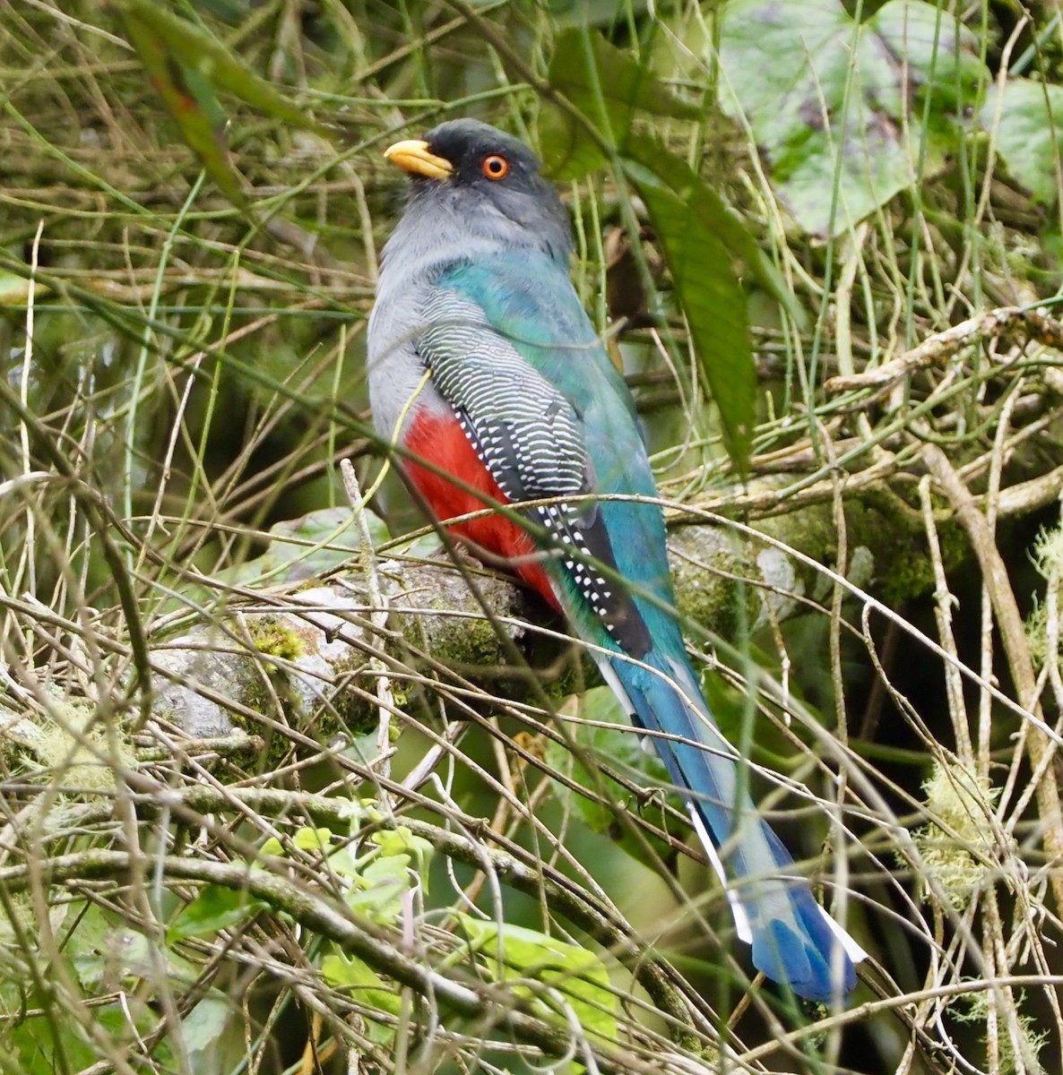 Hispaniolan Trogon - Yve Morrell