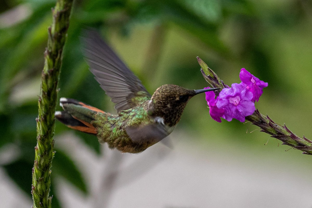 Volcano Hummingbird - ML187081211