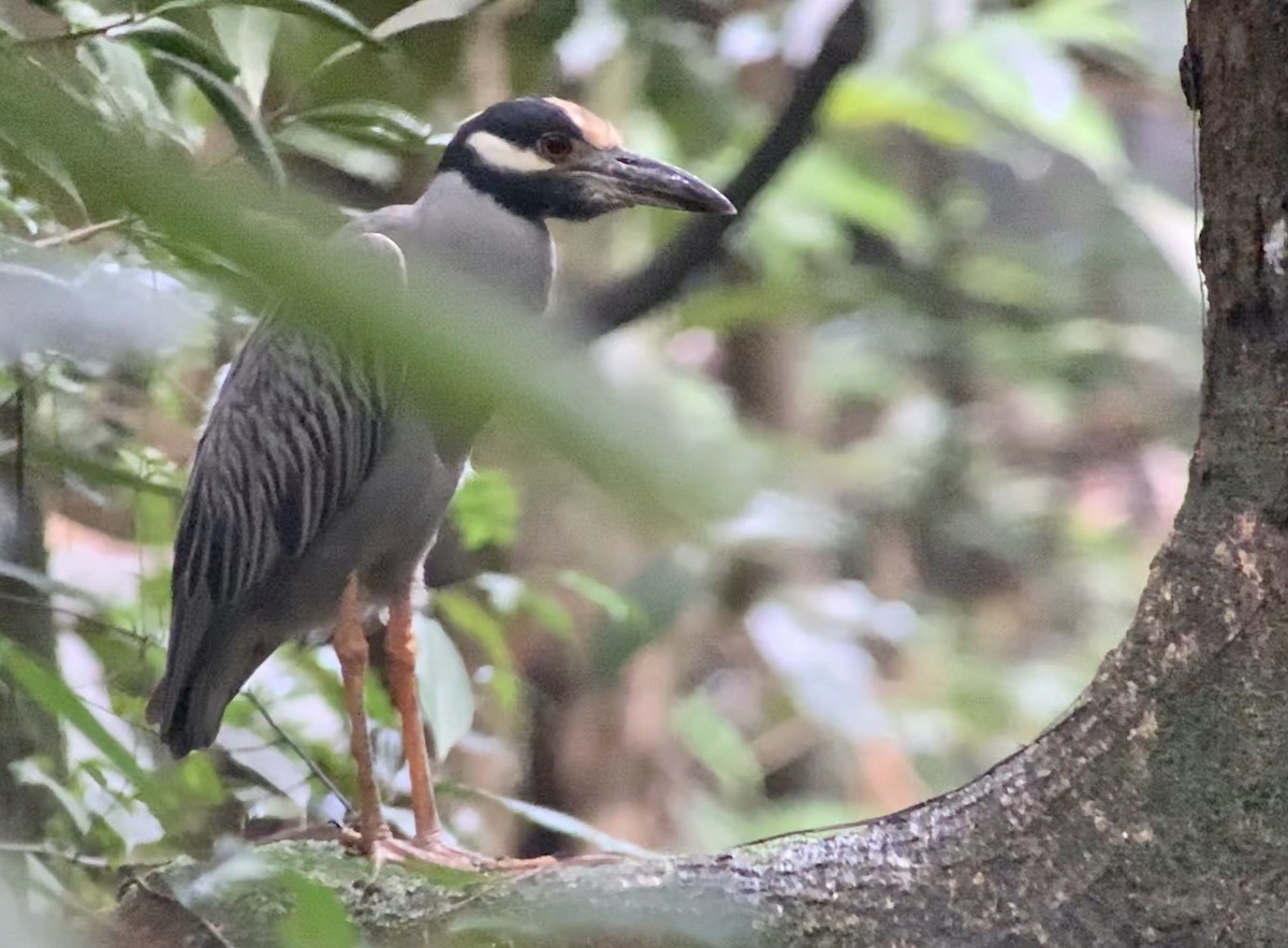 Yellow-crowned Night Heron - ML187081431