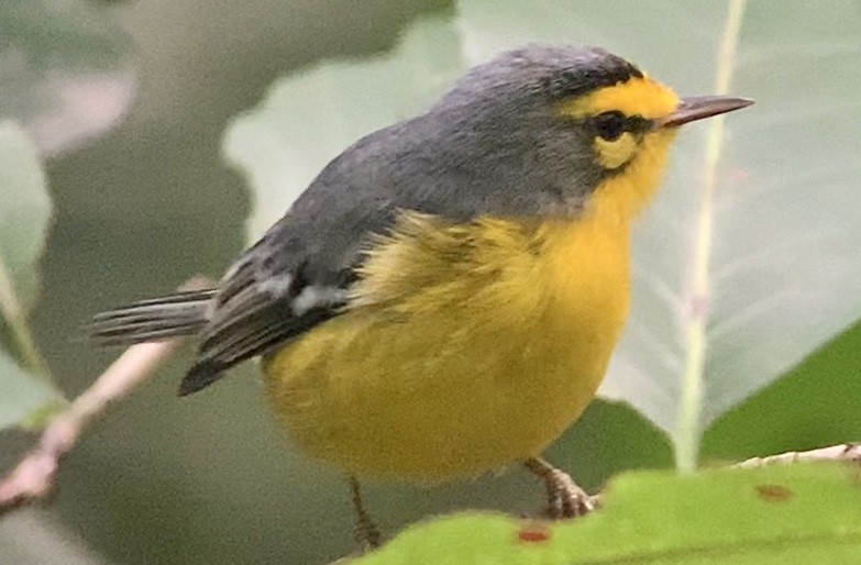 St. Lucia Warbler - Patrick Finch