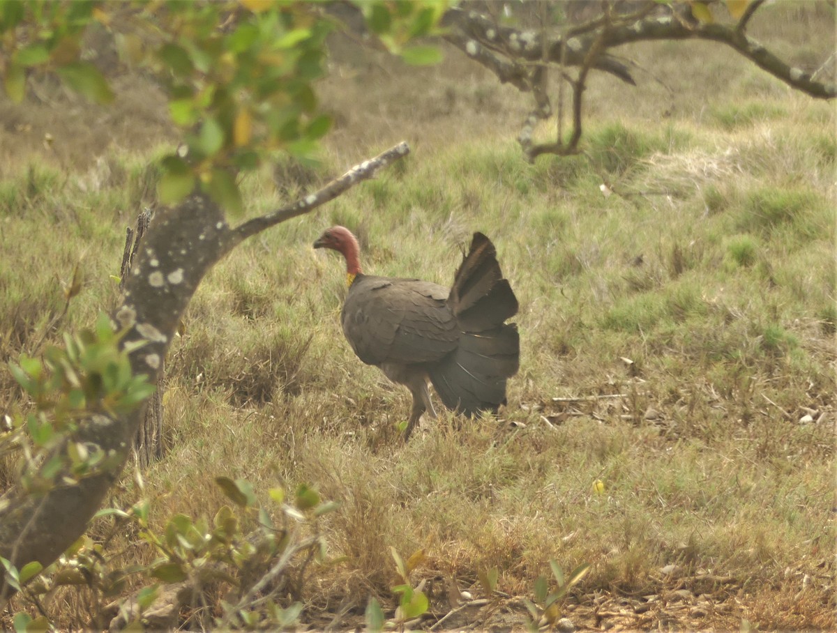 Australian Brushturkey - ML187082061